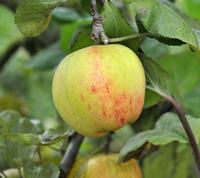 Sops in Wine æblesorter